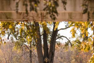 Mustard Seed Gardens - 78