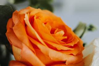 What N Carnation Flowers - 9