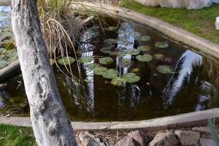 Oasis at Wild Horse Ranch - 26