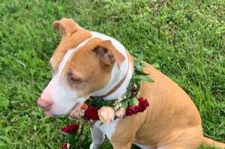 Blush Floral Design Studio - 66