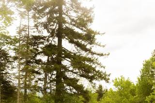 Skinner Hollow Photography - 8