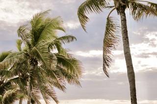 Caribbean Steel Drum Wedding (Key West) - 6