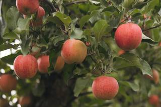 Mt Hood Organic Farms - 10