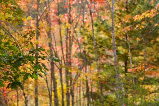 Elizabeth Ivy Photography - 19