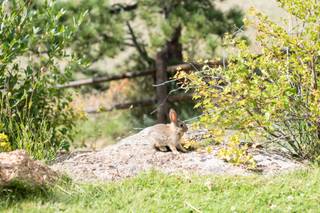 Black Canyon Inn - 54