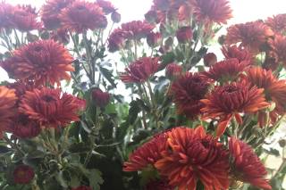 Nunan Florist and Greenhouses, Inc. - 24