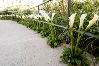 Window Box Florist - 5