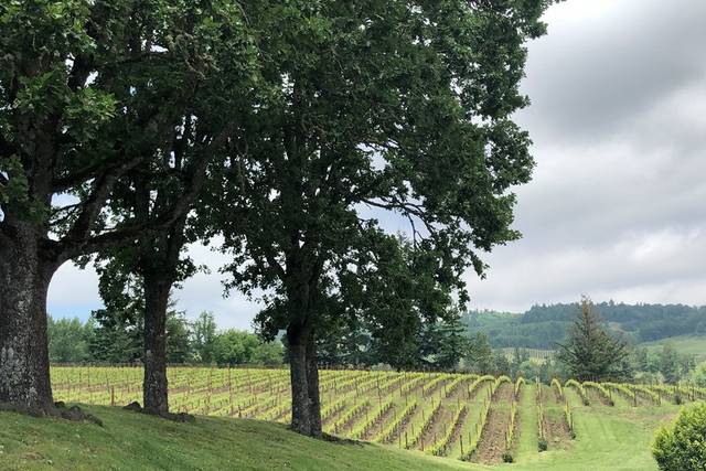 Zenith Vineyard 5