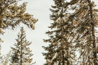 Tamarack Resort - 13