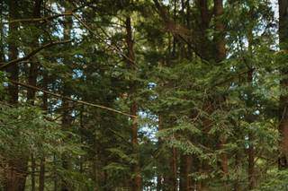Justin Kunimoto Photography - 84