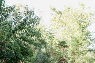 Wildflower Photo Co. - 46
