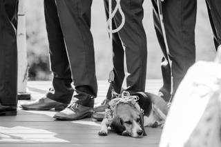 Happy Bark & Tails - 25