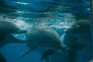 Gulfarium Marine Adventure Park - 25