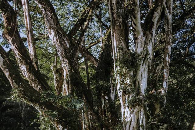 Waimea Valley 3