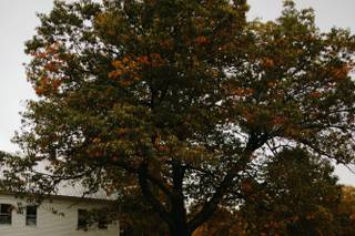 Garden Gate at Haley Farm - 12