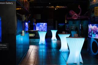 Mote Marine Laboratory & Aquarium - 20