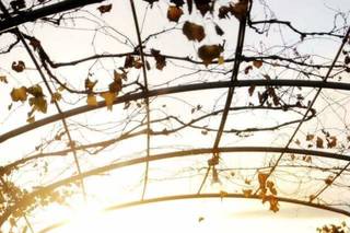 Dolce Vita Photography - 8