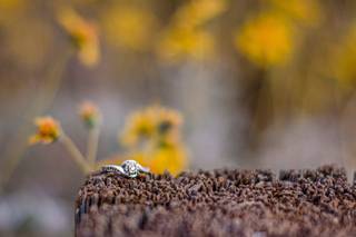Blue Arrow Photography - 14