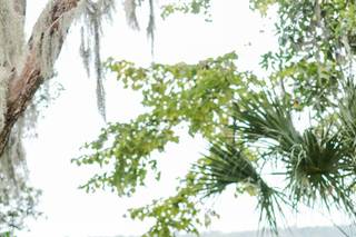Lowcountry Strings - 5
