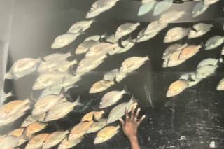 Adventure Aquarium - 43