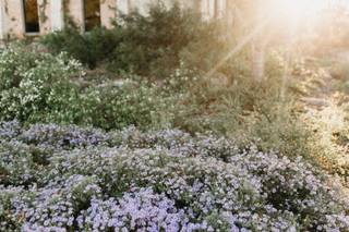 Lady Bird Johnson Wildflower Center - 24