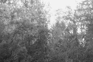 Cedar Springs - 7
