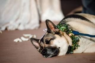 Gillespie Photography - 14
