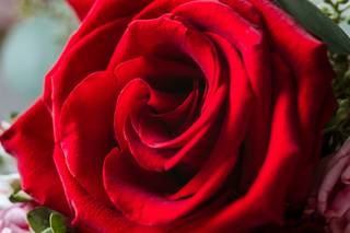 Tessfresh and Tessilk Flowers - 29