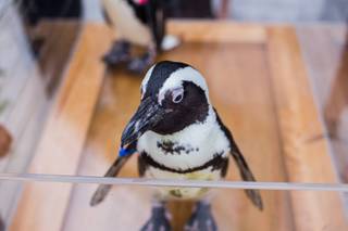 The Florida Aquarium - 51