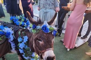 My Sweet Ass Beverage Burros - 9