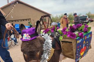 My Sweet Ass Beverage Burros - 6