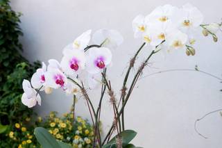 Samantha Nass Floral Design - 41