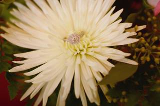 Kristine Cutillo Photography - 11