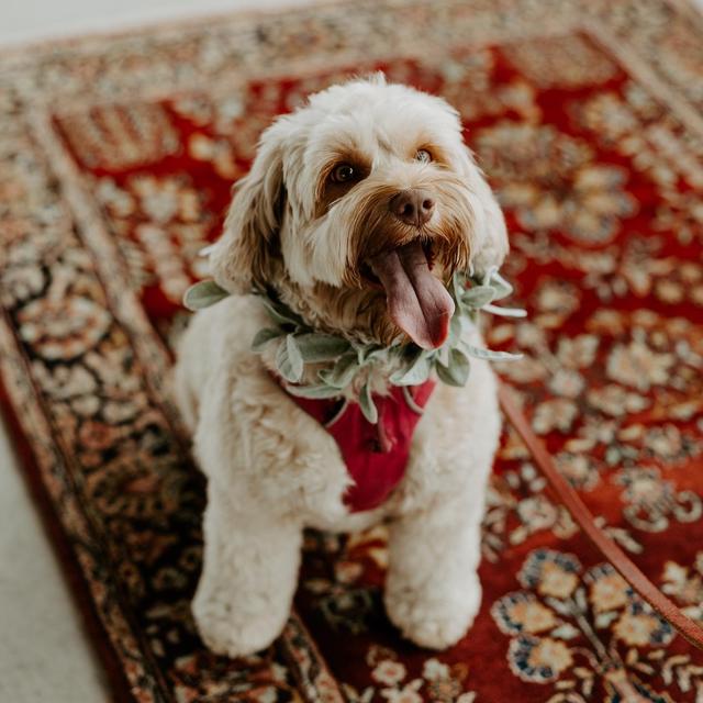 Ashley Olafsson Photography - 4