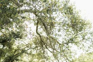 Ivory Leaf Photography - 14