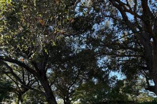 Los Altos History Museum - 15