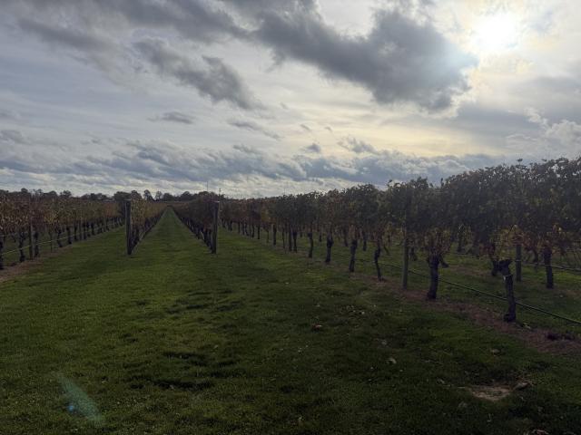 Newport Vineyards - 1