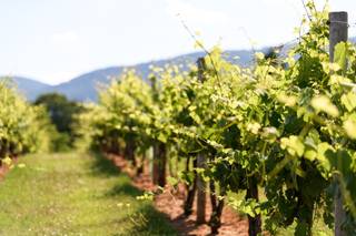 Happy Finch Photography - 15