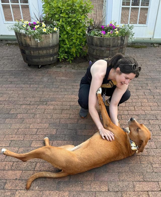 Harriet’s Hounds: Dog Walking & Pet Sitting - 4