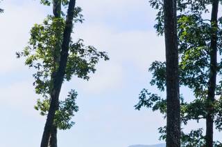 Shenandoah Woods - 27