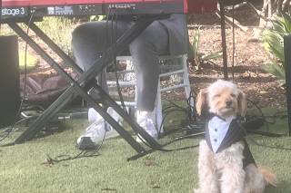 Ted Bordeau: Piano Man - 1