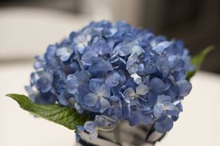 Kent Island Flowers - 18