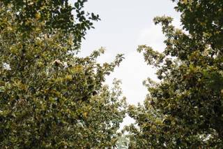 The Orchards Event Venue - 11