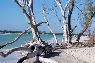 Palm Island Resort - 7