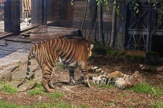 San Diego Zoo Wildlife Alliance - 22