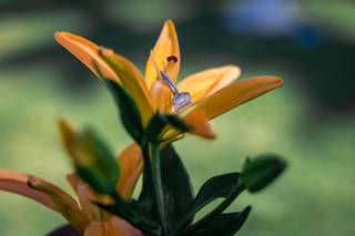 Idoel Photography - 7