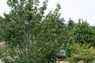 Gunstock Mountain Resort - 6