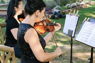 Rosé Strings - 1