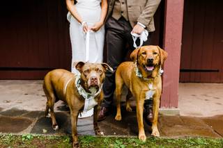 Crown & Ember Pet Care - 3
