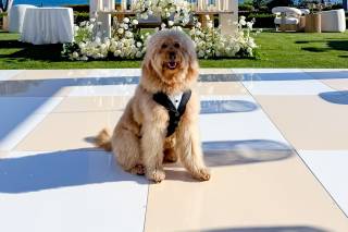 I Dog Too - Wedding Pet Attendant - 19